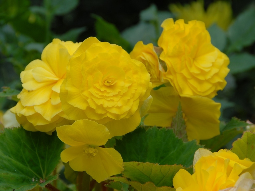 Begonia dubbel grootbloemig (Begonia grandiflora) geel