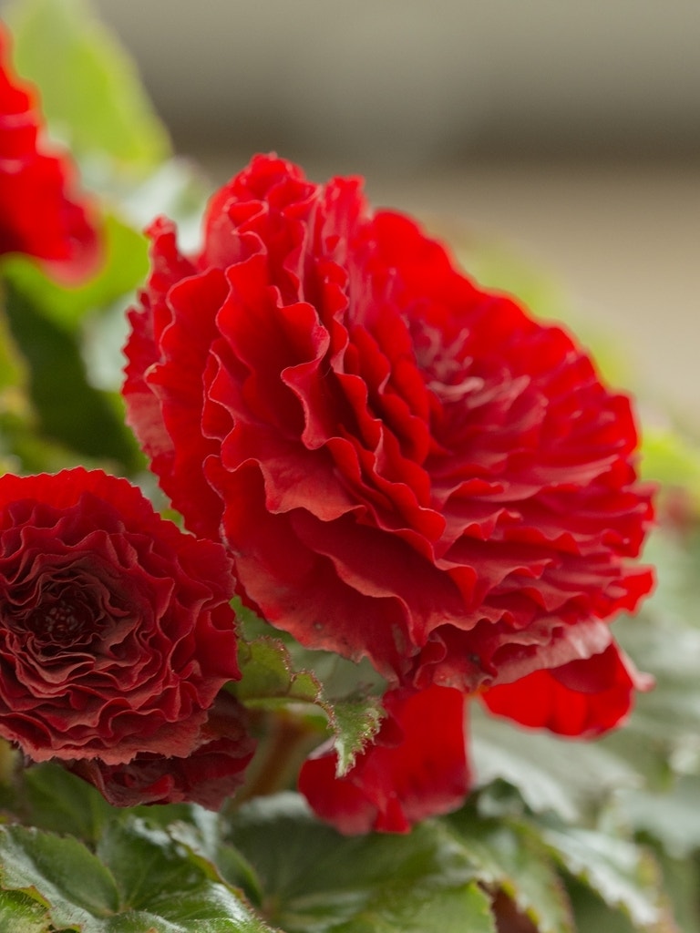 Begonia dubbel grootbloemig (Begonia grandiflora) rood