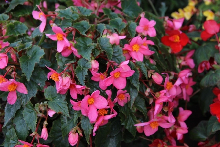 Begonia (Begonia multiflora 'La Madelon')