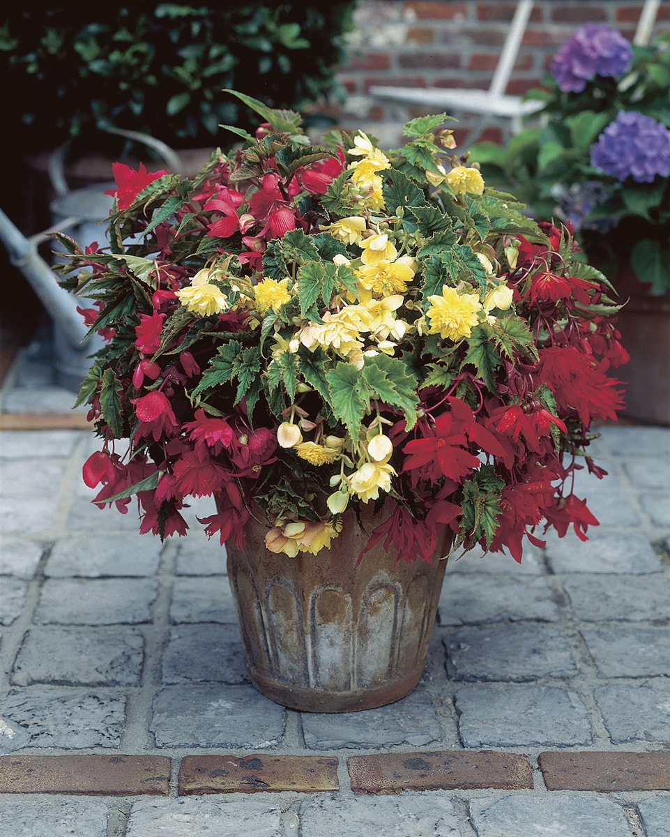 Hangbegonia (Begonia Pendula Cascade) mix