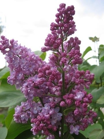 Sering (Syringa vulgaris 'Belle de Nancy')