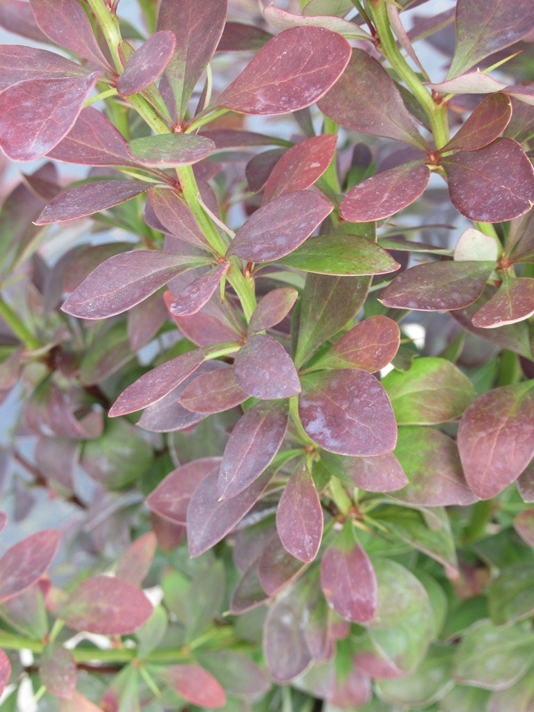 Zuurbes (Berberis 'Red Rocket')