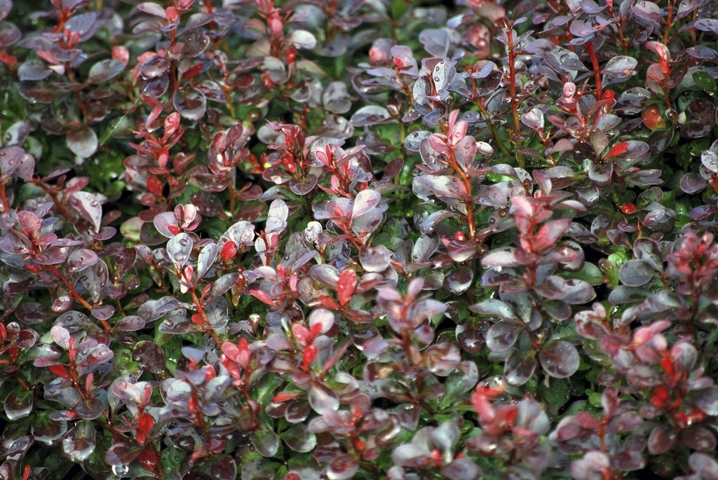 Zuurbes (Berberis thunbergii 'Atropurpurea Nana')