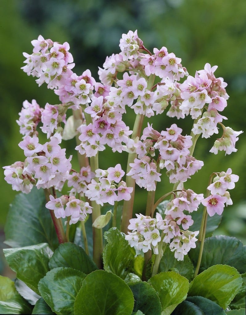 Schoenlappersplant (Bergenia 'Baby Doll')