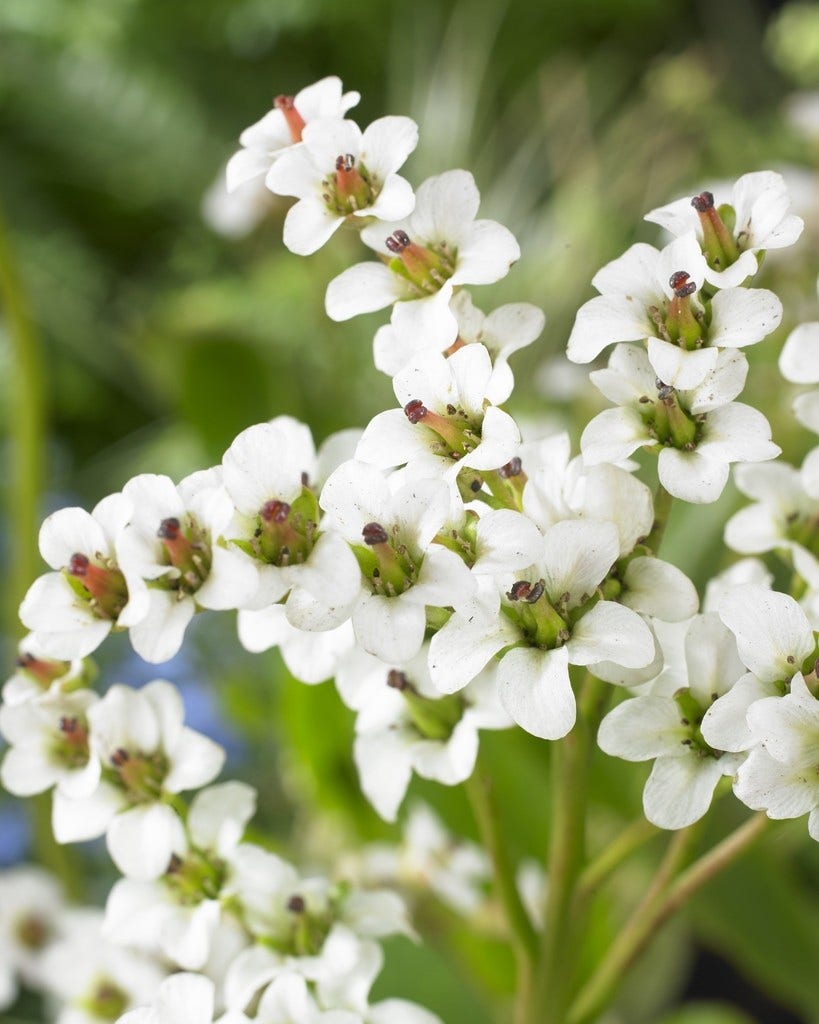 Schoenlappersplant (Bergenia 'Bressingham White')