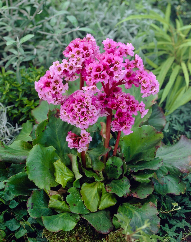 Schoenlappersplant (Bergenia cordifolia 'Herbstblüte')