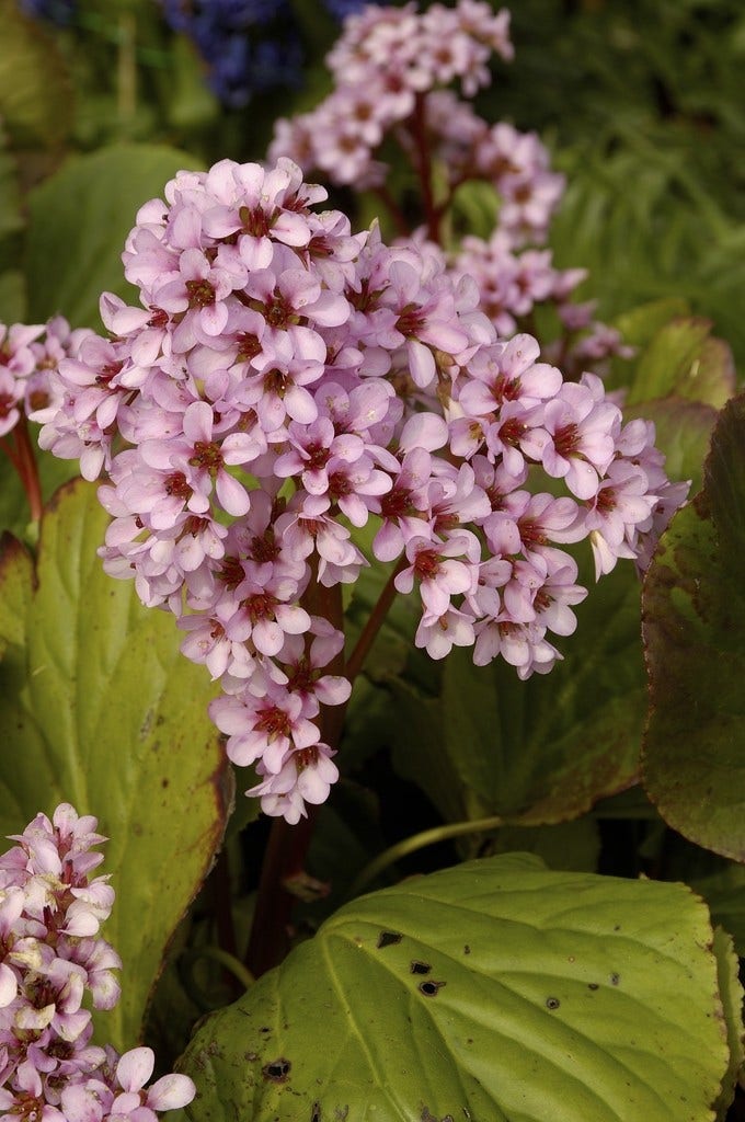 Schoenlappersplant (Bergenia cordifolia 'Purpurea')