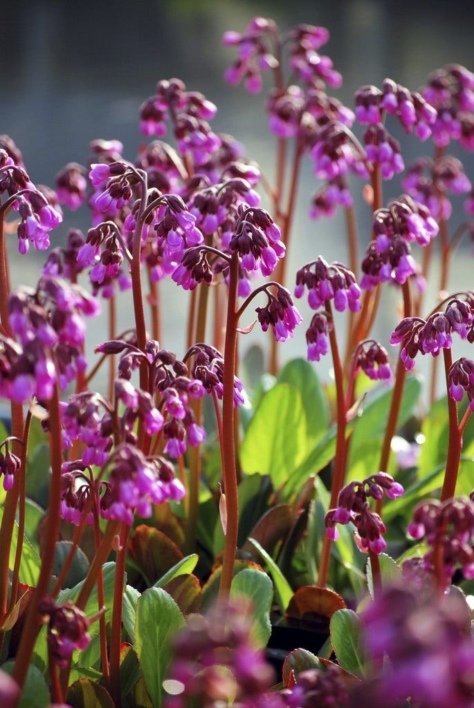 Schoenlappersplant (Bergenia 'Wintermarchen')