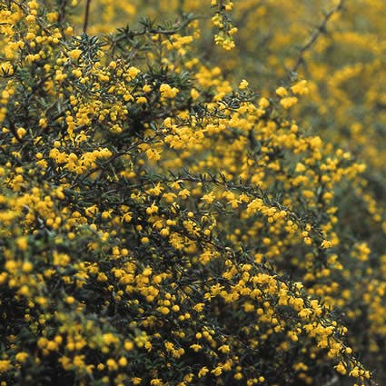 Zuurbes (Berberis stenophylla)