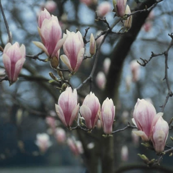 Beverboom (Magnolia soulangeana als boom)