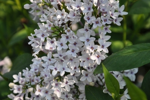 Sering (Syringa chinensis 'Bicolor')