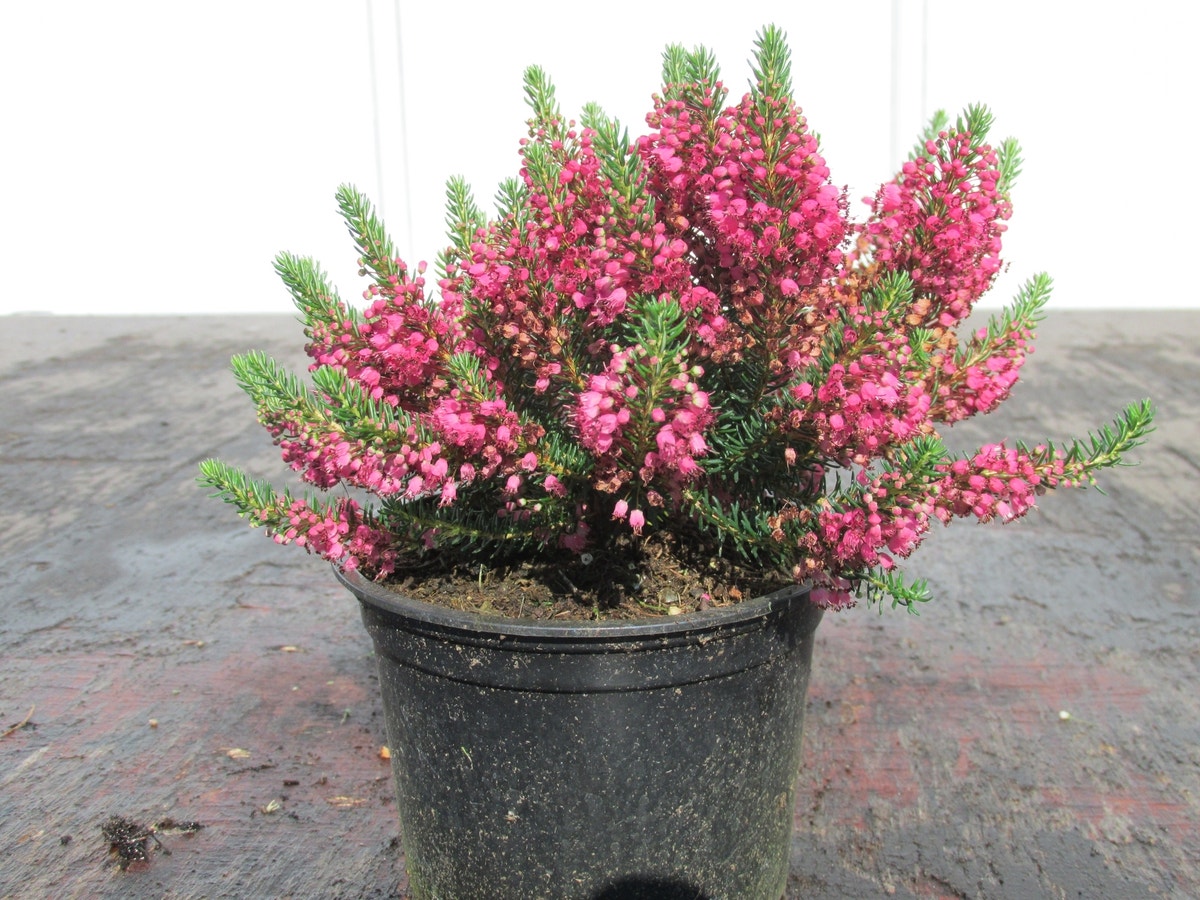 Zwerfheide (Erica vagans 'Birch Glow' )