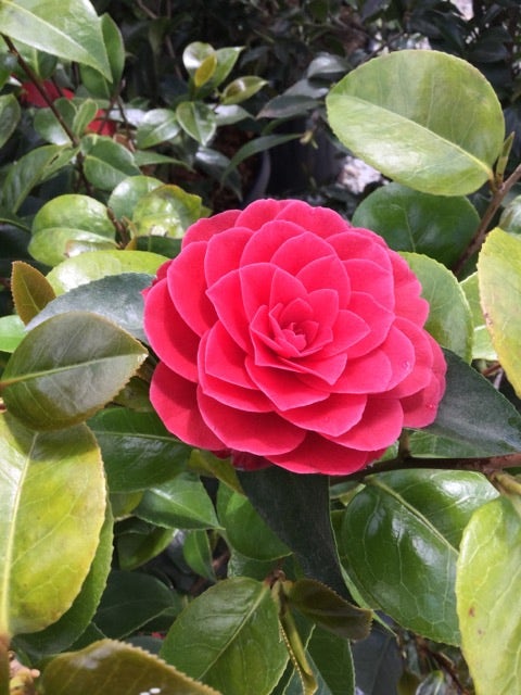 Camelia als Leivorm (Camellia japonica 'Black Lace')