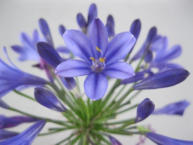 Afrikaanse lelie (Agapanthus 'Brilliant Blue')