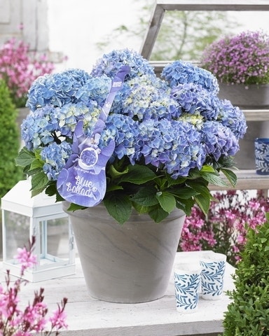 Hortensia Blue Ballad (Hydrangea 'Music Collection')