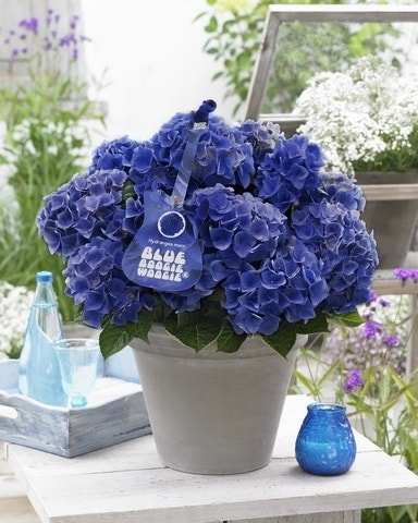 Hortensia Blue Boogiewoogie (Hydrangea 'Music Collection')