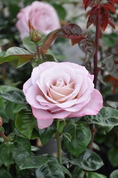 Grootbloemige roos (Rosa 'Blue Girl')