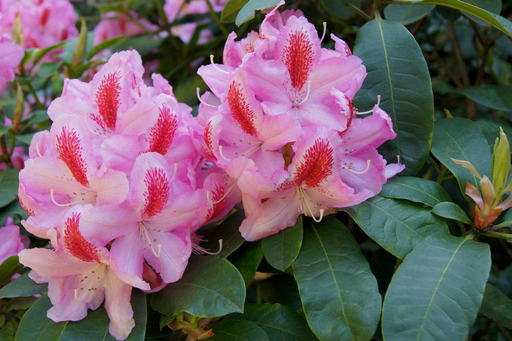 Rhododendron (Rhododendron 'Furnivall's Daughter')