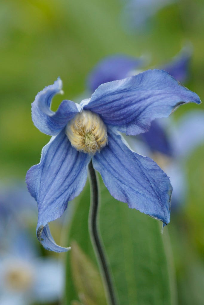 Bodembedekkende Bosrank (Clematis integrifolia)