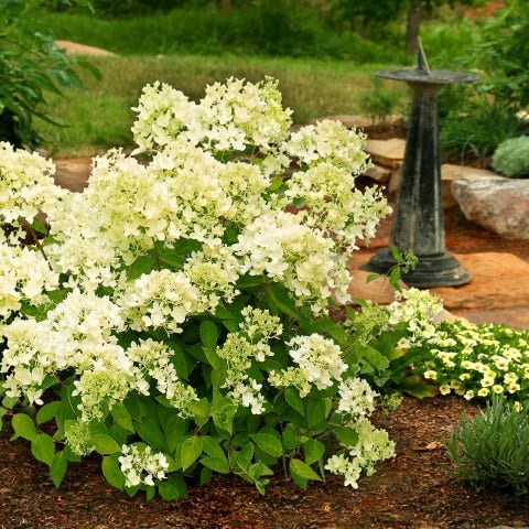 Pluimhortensia  (Hydrangea paniculata 'Bombshell')