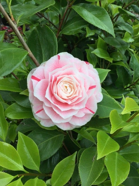 Camelia als Leivorm (Camellia japonica 'Bonomiana')