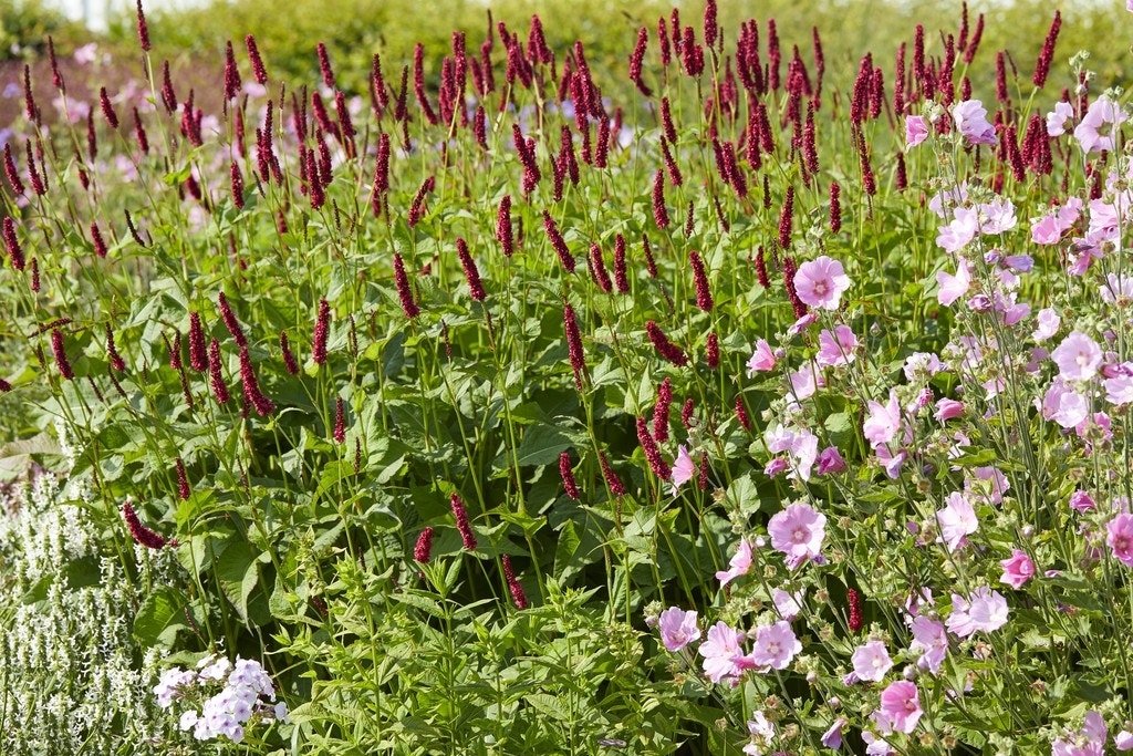 Borderpakket Zomer in Rood-Roze