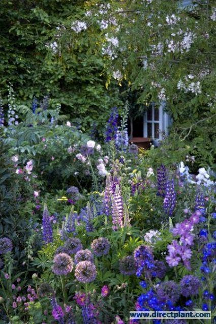 Borderpakket paars en blauw