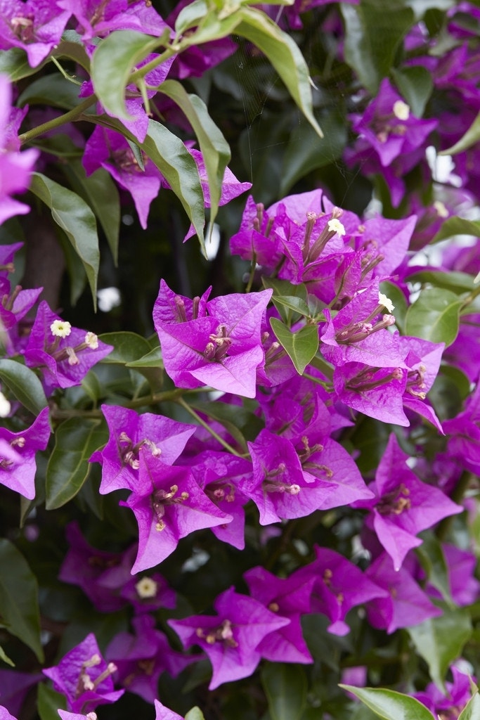 Bougainvillea op stam (Bougainvillea glabra)