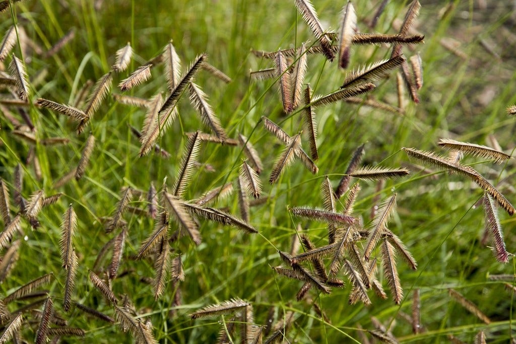 Muskietengras (Bouteloua gracilis)