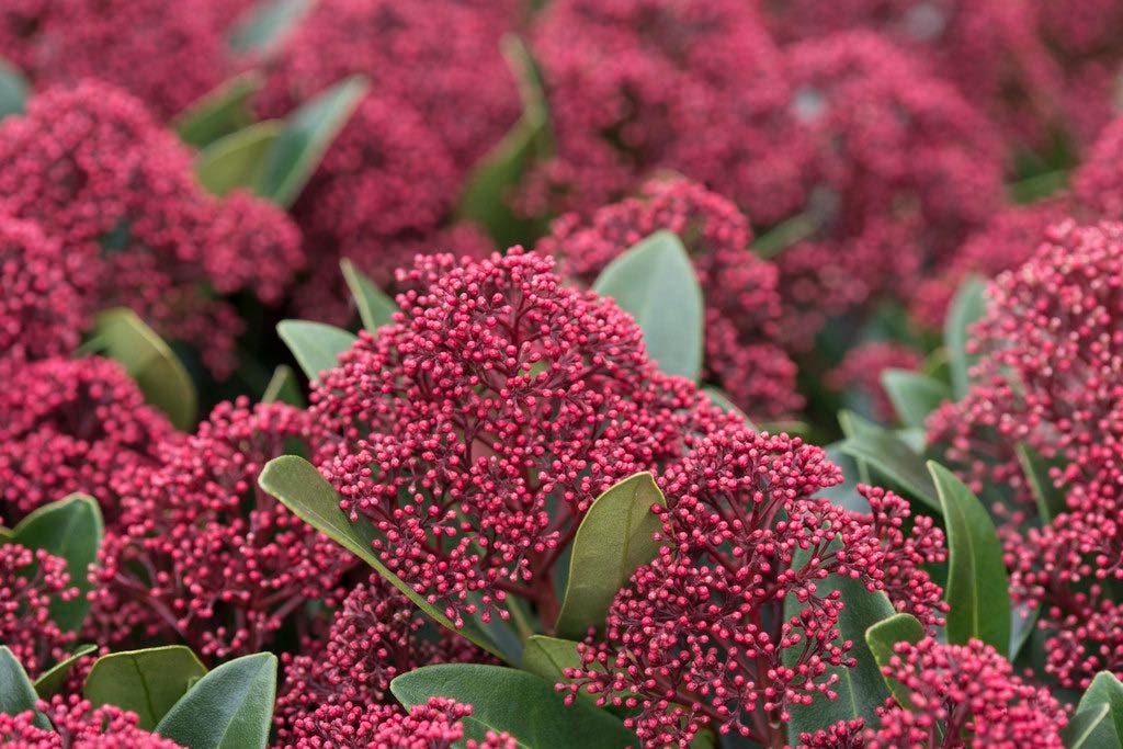 Skimmia (Skimmia japonica 'Rubesta')