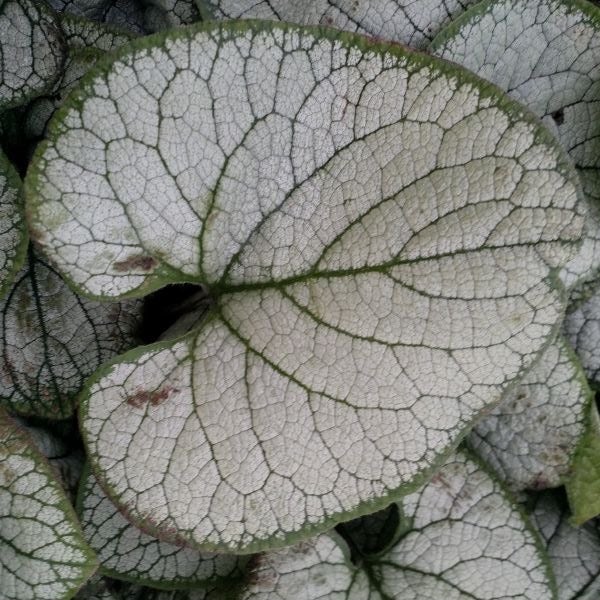 Kaukasische vergeet-me-niet (Brunnera macrophylla 'Silver Heart)