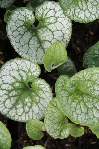 Kaukasische vergeet-mij-niet (Brunnera macrophylla 'Alexander's Great')