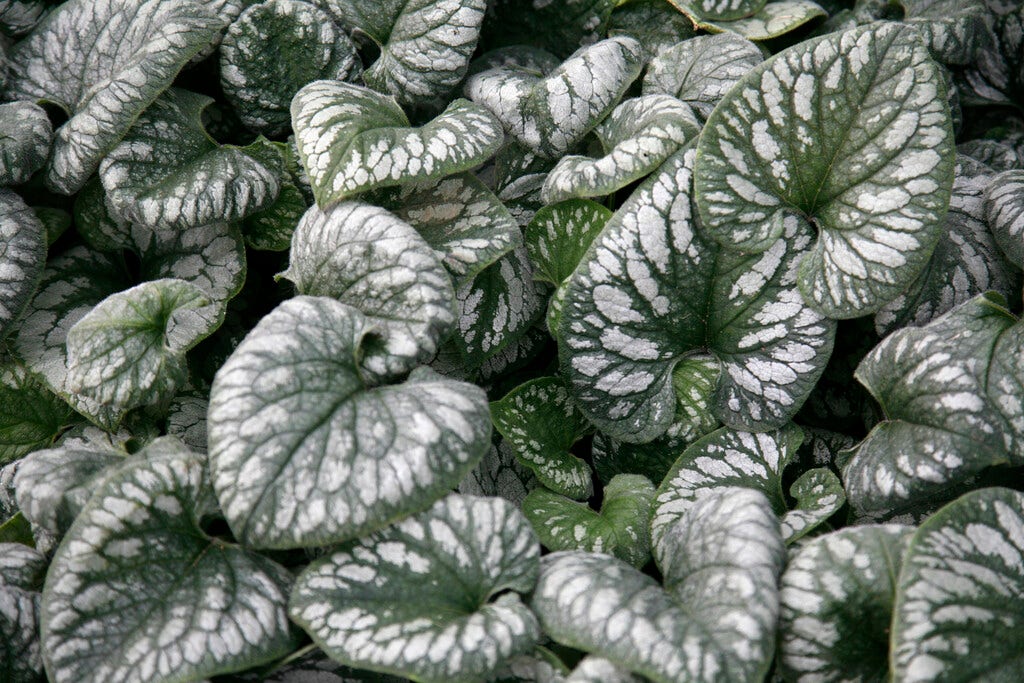 Kaukasische vergeet-mij-niet (Brunnera macrophylla 'Emerald Mist')