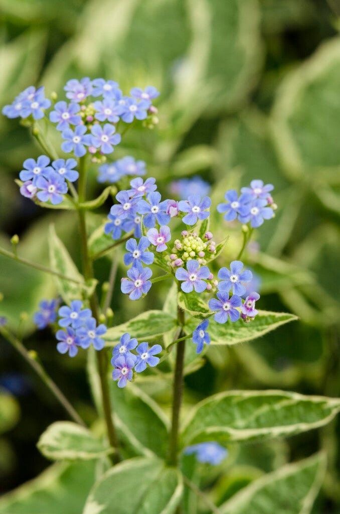 Kaukasische vergeet-mij-niet (Brunnera macrophylla 'Hadspen Cream')