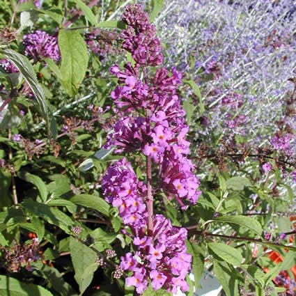 Vlinderstruik (Buddleja davidii 'Border Beauty')