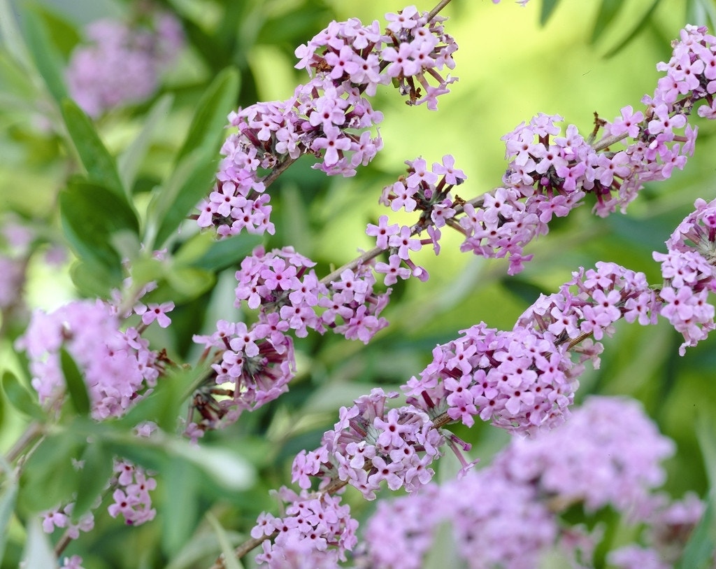 Vlinderstruik (Buddleja alternifolia)