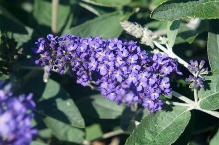 Vlinderstruik (Buddleja Free Petite 'Blue Heaven')