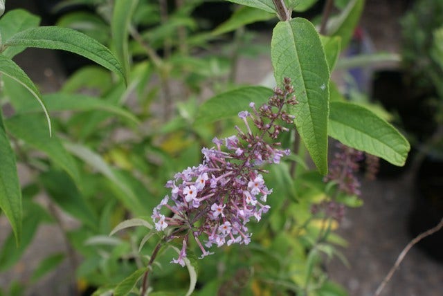 Vlinderstruik (Buddleja davidii 'Nanhoensis')