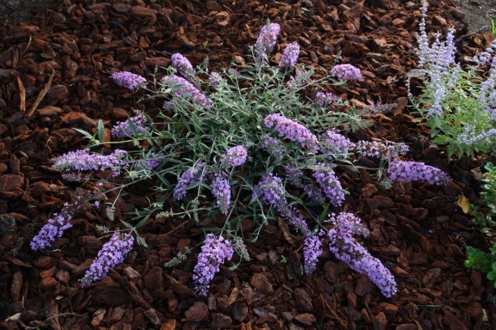 Vlinderstruik (Buddleja 'Free Petite® Lavender Flow')