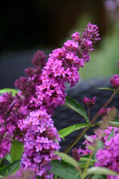 Vlinderstruik (Buddleja davidii petite 'Tutti Frutti')