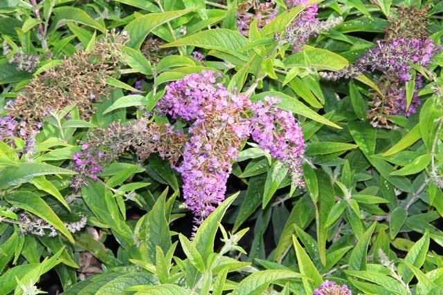 Vlinderstruik (Buddleja 'Purple Chip')