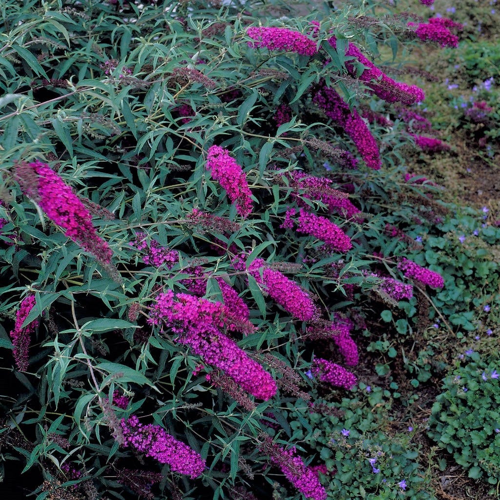 Vlinderstruik (Buddleja davidi 'Nanho Purple')