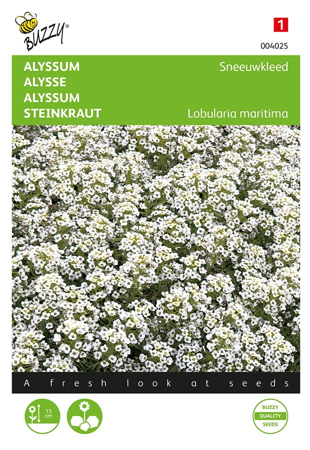 Alyssum (Lobularia maritima 'Sneeuwkleed')