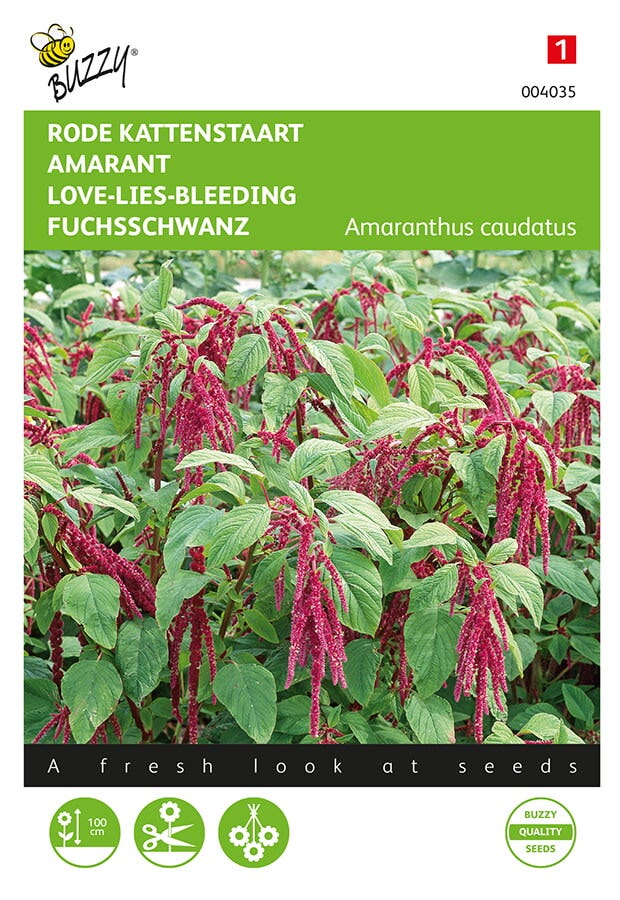 Kattenstaart ( Amaranthus caudatus 'rood')