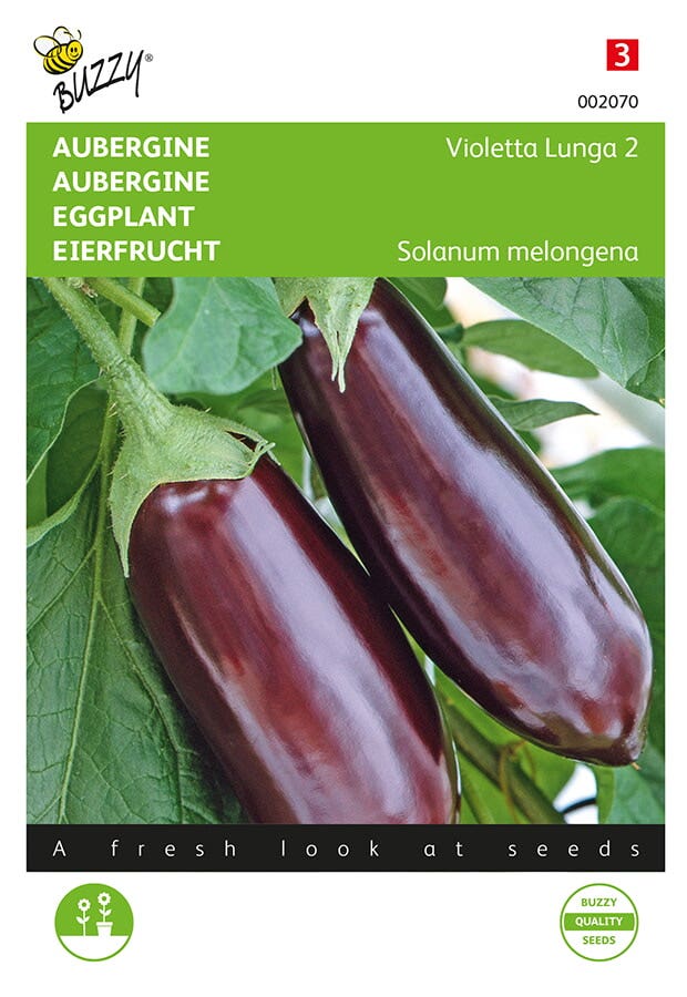 Aubergine Violetta Lunga 2