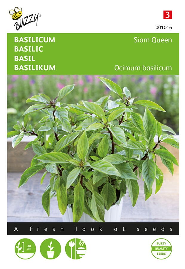 Basilicum Siam Queen