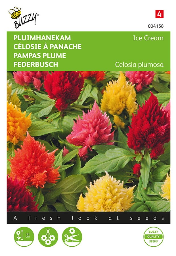 Celosia, Pluimhanekam Ice Cream gemengd