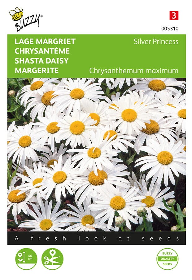 Lage Margriet (Chrysanthemum 'Silver Princess')