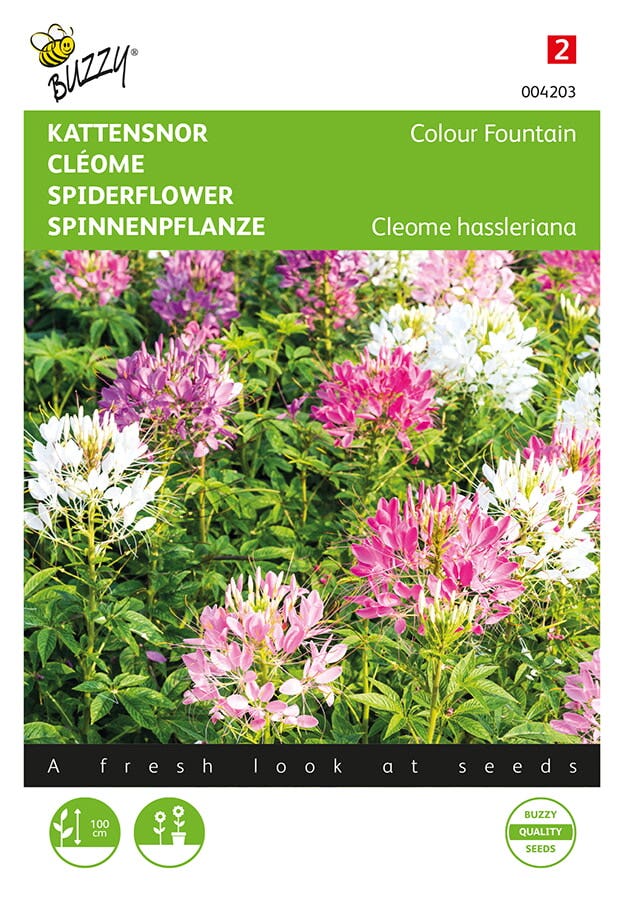 Kattensnor (Cleome hassleriana 'Colour Fountain')