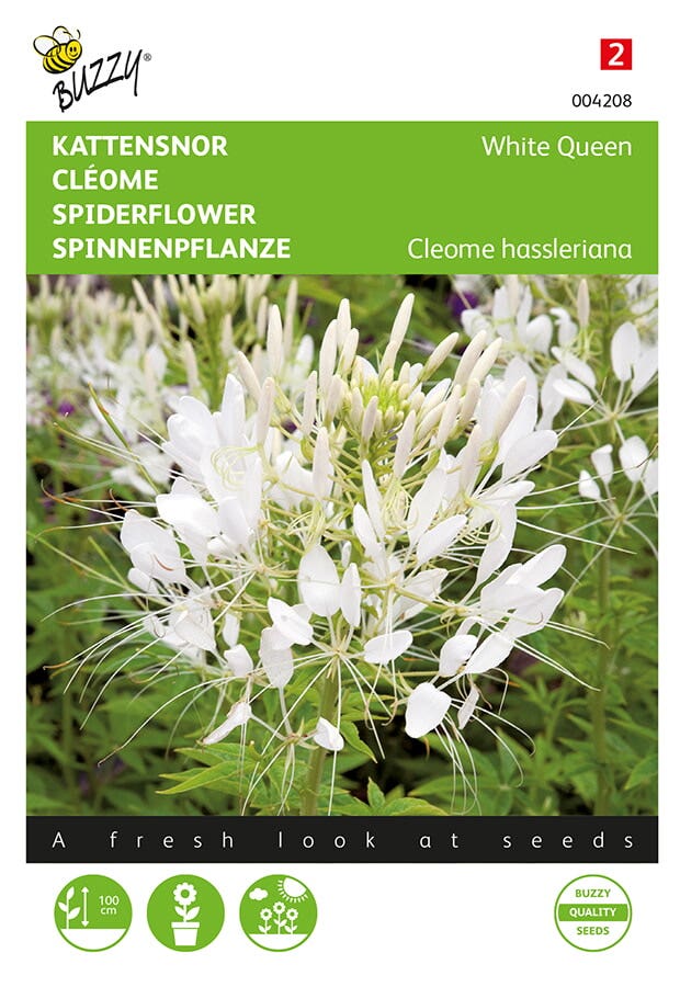 Kattensnor (Cleome hassleriana 'White Queen')